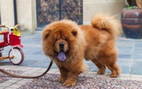 松獅犬壽命一般多少年,法斗牛犬壽命一般多少年縮略圖
