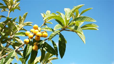 加應子和話梅的區(qū)別(加應子和話梅有什么區(qū)別)縮略圖