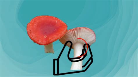 紅菇怎么辨別真假(紅菇怎么辨別真假圖片)縮略圖