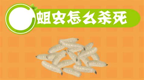 紅線蟲多少度才能燙死,紅線蟲可以用熱水燙死嗎縮略圖