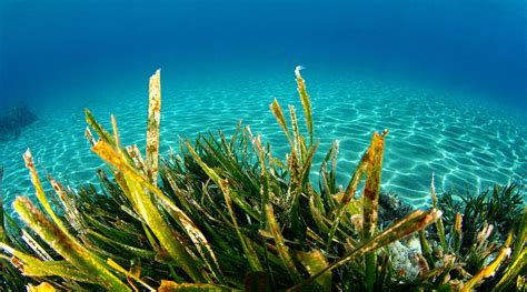 海藻面膜是什么植物的種子(海藻面膜是什么植物的種子制成的)縮略圖