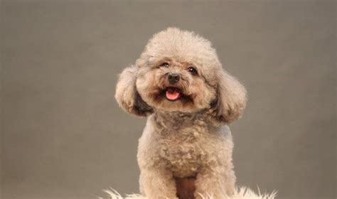 貴婦犬是什么品種,貴婦犬是什么品種的狗縮略圖