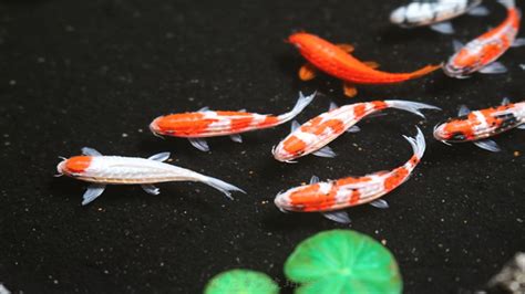 錦鯉魚池水渾濁怎么處理(錦鯉魚池水渾濁怎么處理好)縮略圖