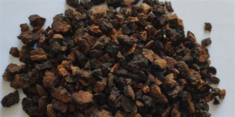 樺樹茸主要治什么呢,樺樹茸主要治什么病效果好縮略圖