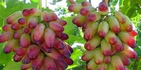 晴王葡萄是轉(zhuǎn)基因嗎,晴王葡萄是不是轉(zhuǎn)基因縮略圖