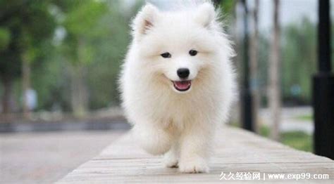 薩摩耶犬多少錢一只成年犬(薩摩耶成年犬多少錢一只)縮略圖