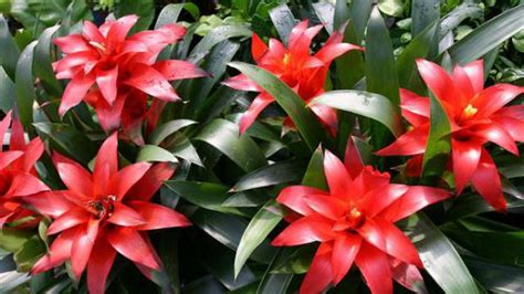 鴻運當頭花朵不紅了怎么辦(鴻運當頭會開第二次花嗎)縮略圖