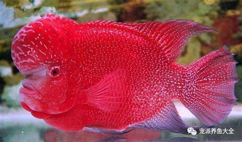 羅漢魚品種(羅漢魚品種圖片介紹)縮略圖