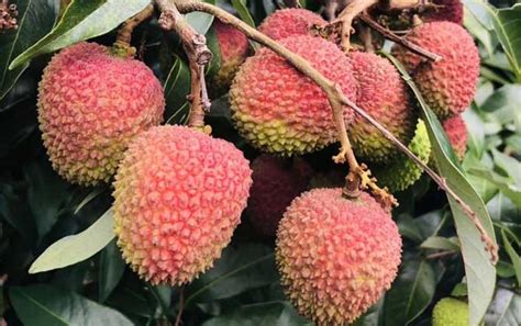 狀元紅荔枝多少錢一斤(福建狀元紅荔枝多少錢一斤)縮略圖