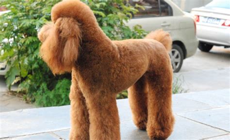 巨貴犬哪個顏色最貴(什么顏色的巨貴犬最貴)縮略圖