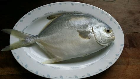 金昌魚干多少錢一斤?(金昌魚干多少錢一斤)縮略圖
