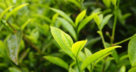 鳳凰單叢的作用與功效(鳳凰單叢有什么特別的功效)縮略圖