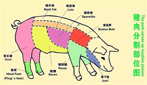 夾子肉是什么部位,夾子肉是什么部位肉縮略圖