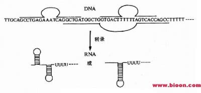 轉(zhuǎn)錄機(jī)制是什么意思,轉(zhuǎn)錄機(jī)制是什么意思啊縮略圖