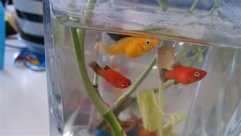 瑪麗魚怎么繁殖(瑪麗魚怎么繁殖視頻)縮略圖