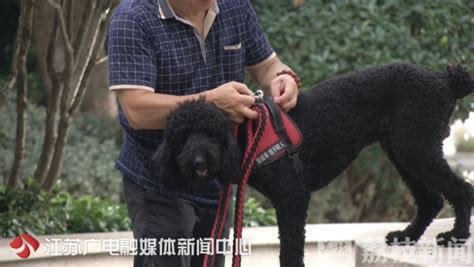 大型犬不栓繩怎么舉報,因狗引起的民事糾紛如何處理縮略圖