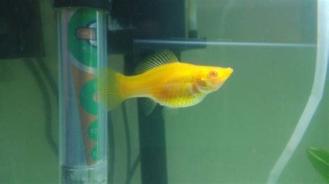 瑪麗魚生小魚前兆圖解(瑪麗魚生小魚前兆圖解大全)縮略圖