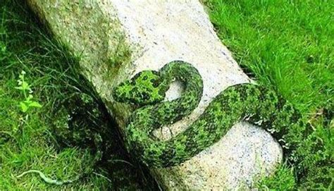 烙鐵頭蛇有毒嗎?,烙鐵頭蛇有毒嗎縮略圖