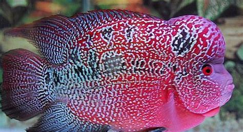 羅漢魚頭部潰爛怎么辦?(羅漢魚頭部潰爛怎么辦)縮略圖