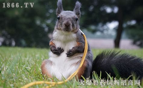 魔王松鼠怎么養(yǎng)(魔王松鼠怎么養(yǎng)新手)縮略圖