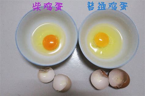 柴雞蛋作者(柴雞蛋作者真人照片)縮略圖