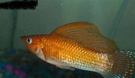 瑪麗魚一次生多少小魚,瑪麗魚一次生多少小魚仔縮略圖