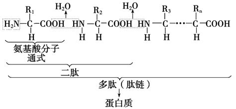 氨基酸脫水縮合罵人什么意思(氨基酸脫水縮合什么梗)縮略圖