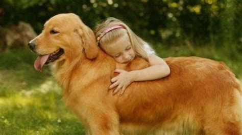 金毛幼犬后腿無力怎么回事(金毛后腿無力是怎么回事)縮略圖