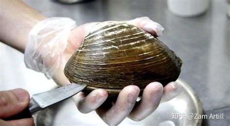 北極貝原本的樣子,北極貝原本的樣子 科普縮略圖