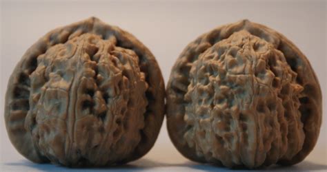 文玩核桃價格(文玩核桃價格排行)縮略圖