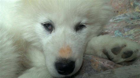 狐貍犬瘟熱癥狀及治療方法(狐貍犬瘟熱癥狀及治療方法圖片)縮略圖