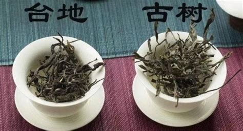 古樹茶和臺地茶的區別在哪里(古樹茶和臺地茶的區別在哪里呢)縮略圖