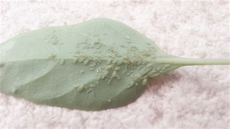 護(hù)舒寶蟲(chóng)卵事件,護(hù)舒寶蟲(chóng)卵事件真的嗎縮略圖