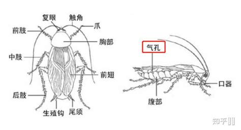 洗衣粉可以殺死蟑螂嗎,白糖水洗衣粉可以殺死蟑螂嗎縮略圖