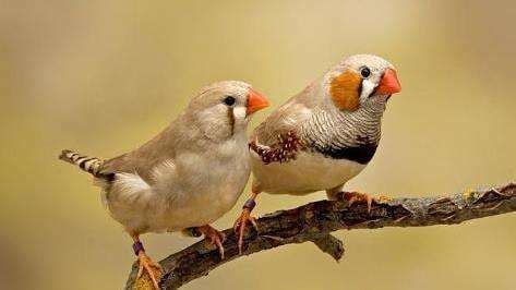 珍珠鳥公母怎么分辨圖片,白珍珠鳥公母分辨圖縮略圖