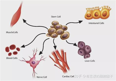 康婷干細(xì)胞技術(shù)是真的嗎(康婷干細(xì)胞是真的假的)縮略圖