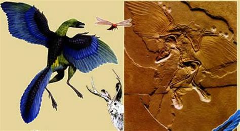 薩洛蒙和始祖鳥哪個好(薩洛蒙和始祖鳥哪個好沖鋒衣)縮略圖