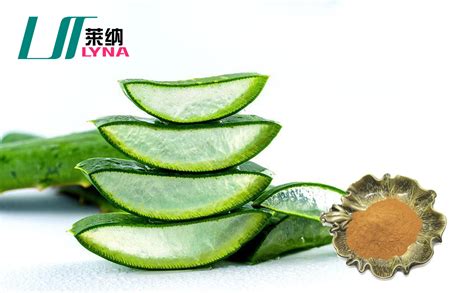 庫拉索蘆薈的功效與作用護膚品(庫拉索蘆薈凝膠的作用與功效)縮略圖