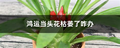 鴻運當頭花枯萎了咋辦(鴻運當頭的花枯萎了怎么辦呢)縮略圖