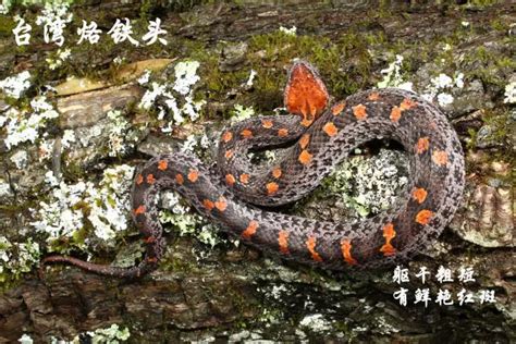 烙鐵頭蛇毒性有多大,烙鐵頭蛇毒性有多大血液型嗎縮略圖