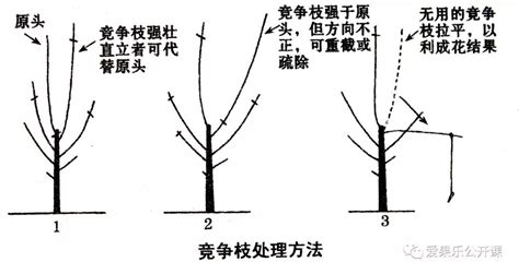 果樹剪枝的最佳時間和方法,果樹剪枝的最佳時間和方法視頻縮略圖