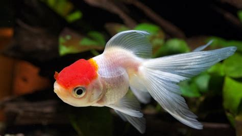 草金魚多久可以繁殖,草金魚多久可以繁殖一次縮略圖