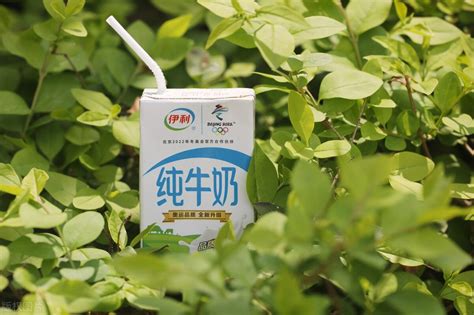 金典純牛奶怎么樣(金典純牛奶怎么樣好不好)縮略圖