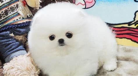 俊介犬的壽命有多長(俊介犬壽命一般多少年)縮略圖