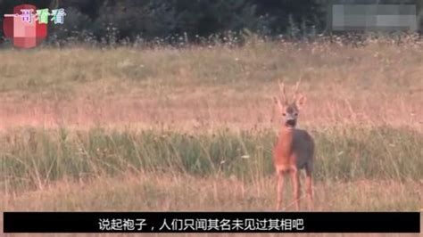 袍子是不是國家保護動物,袍子是不是國家保護動物之一縮略圖