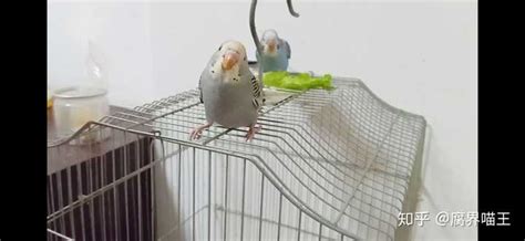 珍珠鳥炸毛是怎么回事(珍珠鳥炸毛是怎么回事兒)縮略圖