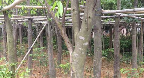 奇楠沉香北方能種植嗎(奇楠沉香北方能種植嗎視頻)縮略圖