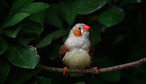 珍珠鳥怕熱嗎,珍珠鳥怕熱嗎夏天怎么在屋內(nèi)降溫縮略圖