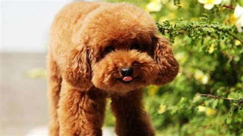 泰迪犬怎么養(yǎng)才聽(tīng)話,泰迪犬怎么養(yǎng)才聽(tīng)話視頻縮略圖