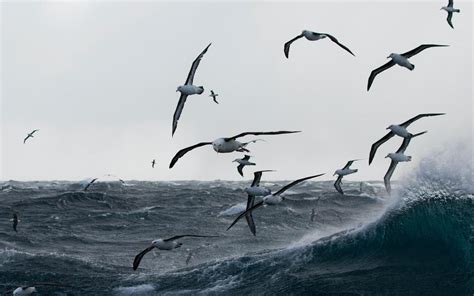 海歐下載,海鷗下載縮略圖